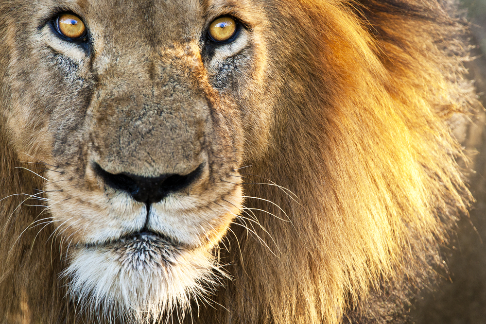 Transformational Moments with Aslan: Encountering Christ in Narnia